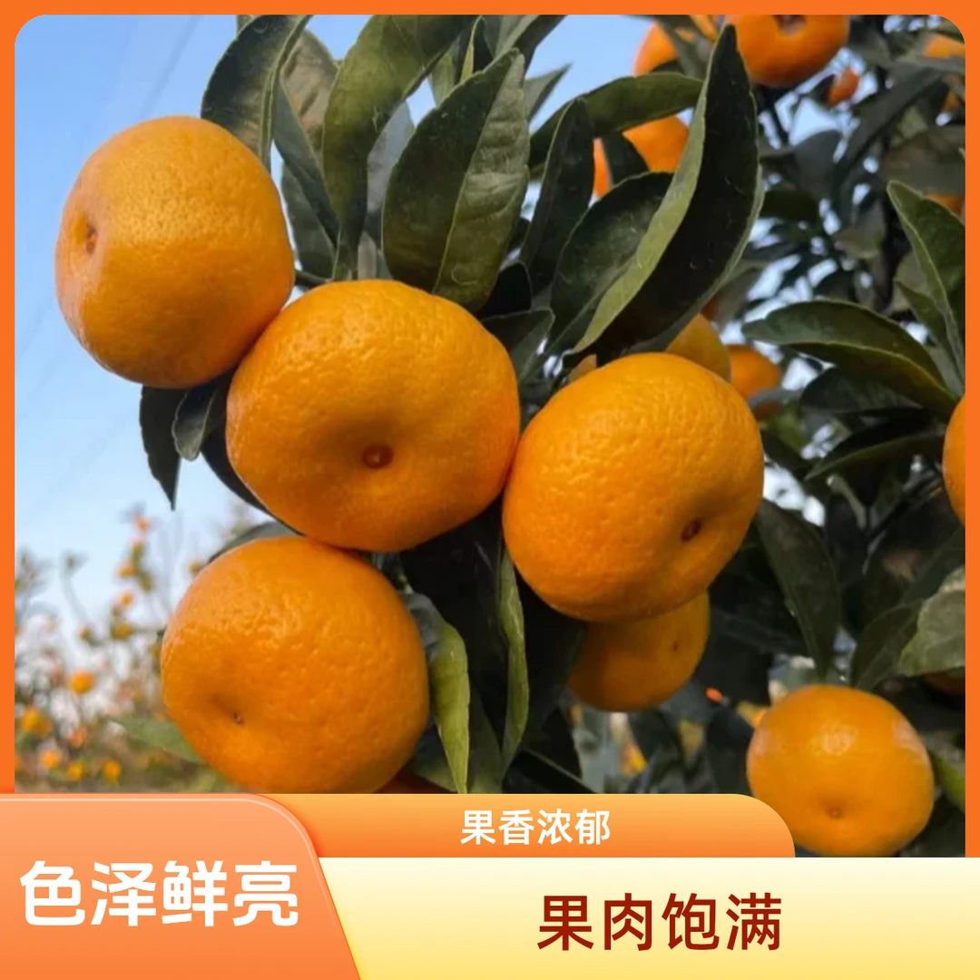 超甜高山丑橘丑八怪当季新鲜水果橘子整箱桔子