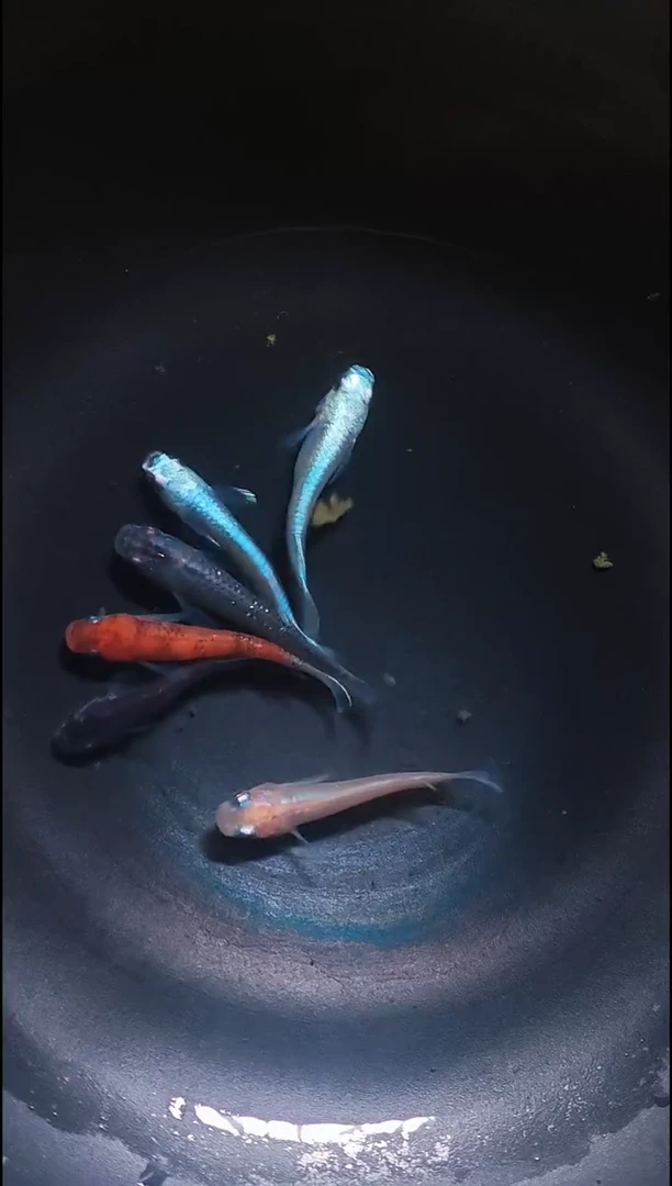 青鳉鱼观背青鳉011