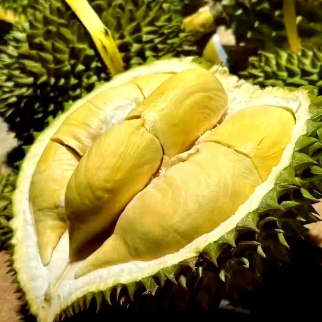 小凯【原箱4-3颗果净重14斤】干尧个别夹生包不理赔核大液氮冰干尧越南社会主义共和国