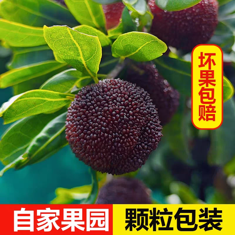 正宗仙居杨梅假一赔十荸荠杨梅新鲜现摘小黑碳送人孕妇应季水果