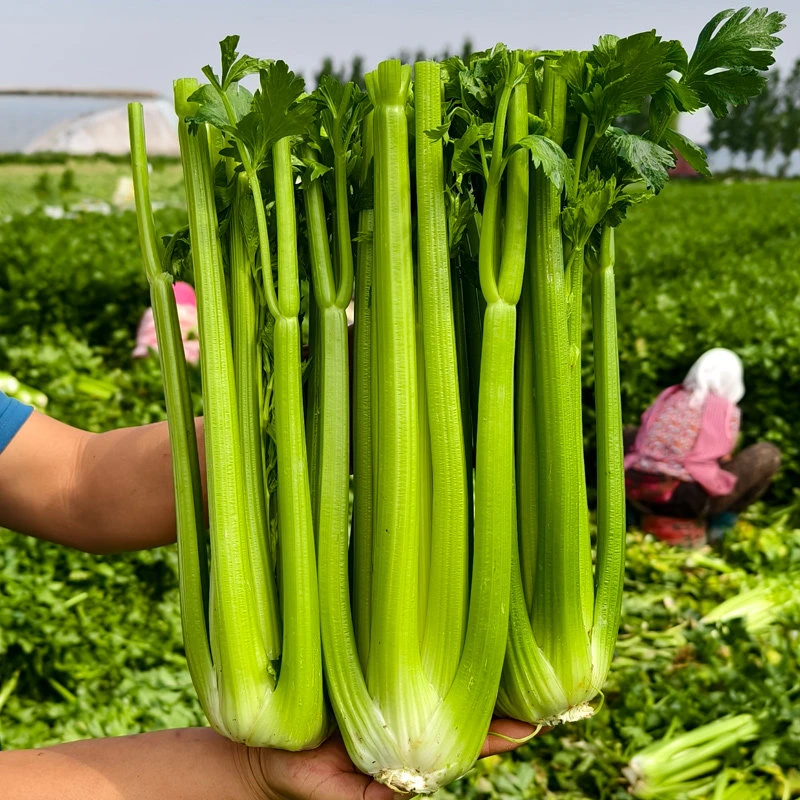 大连神农谷西芹带叶发货净重3斤京东送货上门