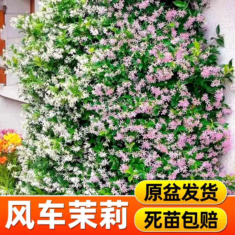 风车茉莉爬藤植物大苗盆栽白粉黄色老桩棒棒糖四季开花小垂丝耐寒