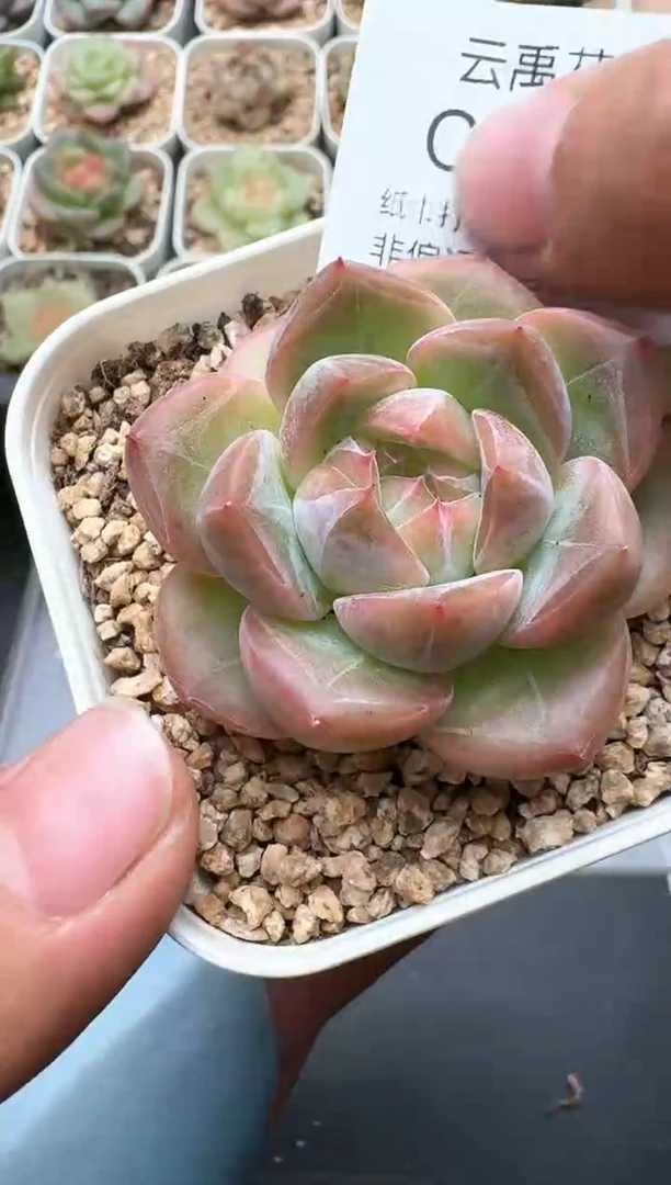 679C云禹多肉植物 带盆土纸巾打包 3颗包邮