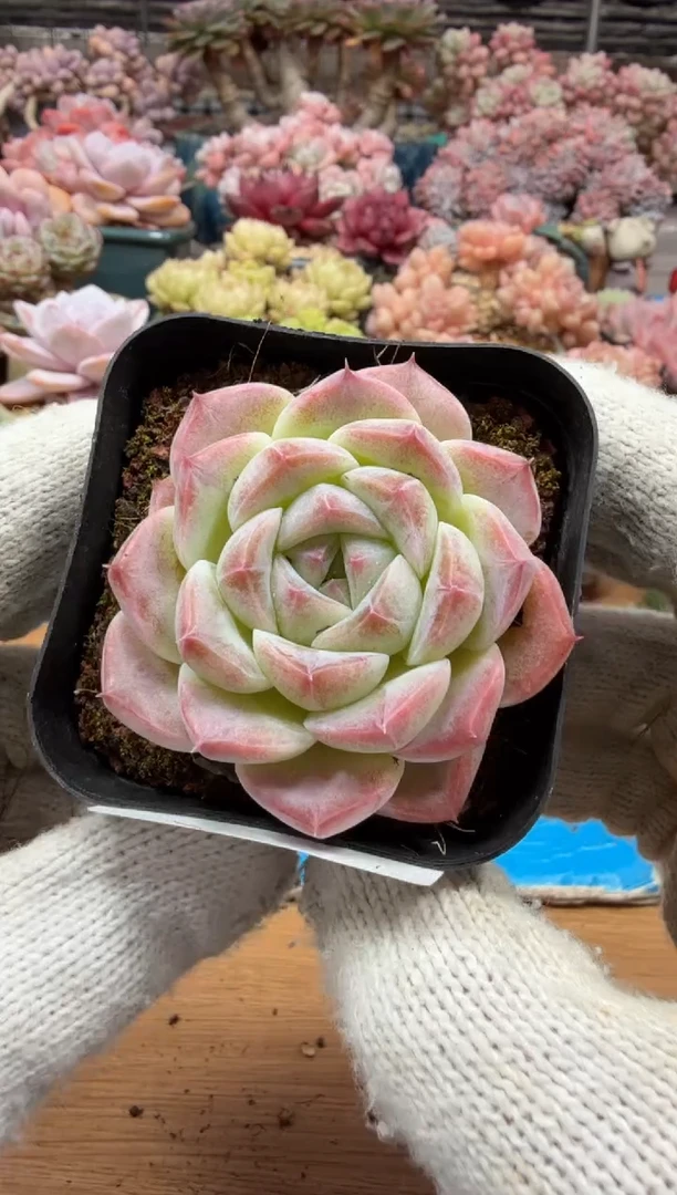 东云多肉园三店-21