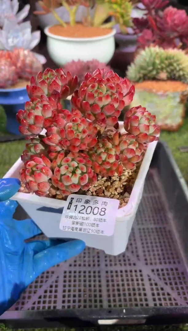 【闪购商品】12008