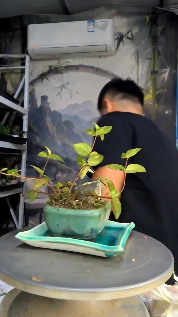 远*中青园艺一物一拍215