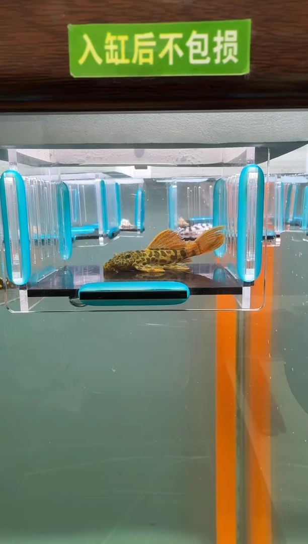 清道夫鱼132号600入缸不包损录制完整开箱发视频6.4厘米