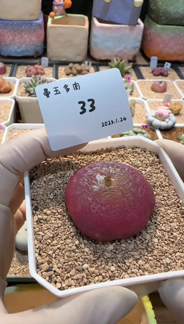 【闪购商品】25.1.24-33K