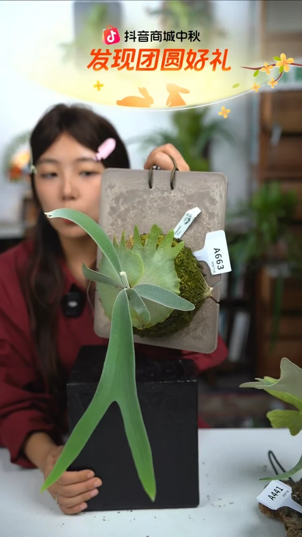 不开花植物A663-cosmo侧芽