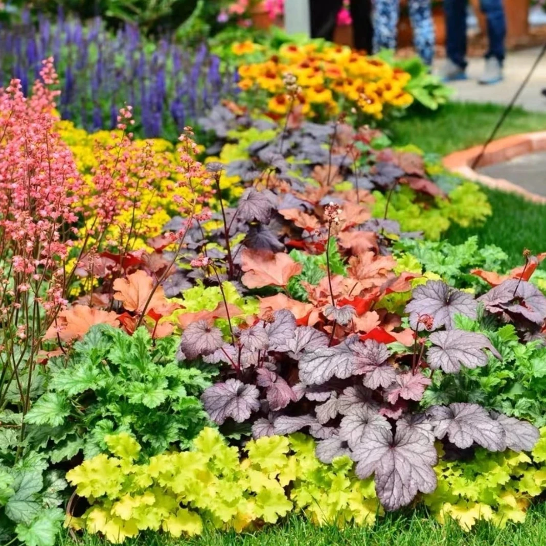 【多彩矾根】110盆彩叶盆栽四季常青好养活耐阴庭院花园地栽