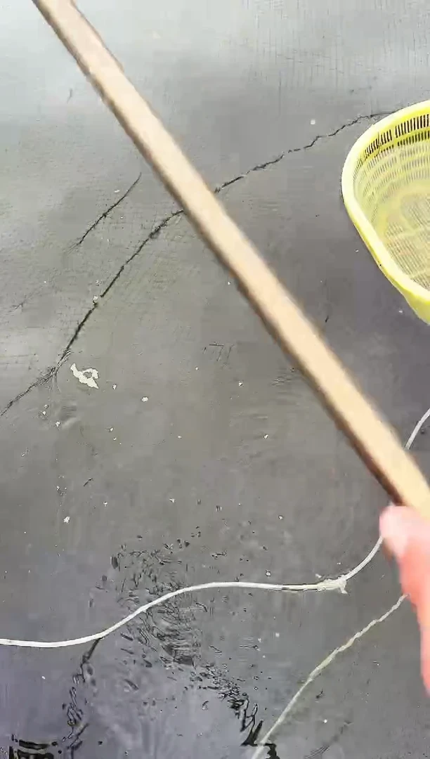 金鱼?****?水娃娃渔场兰寿观赏鱼 不包邮
