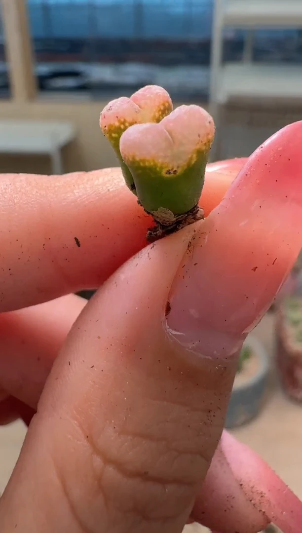 9-9多肉植物肉锥
