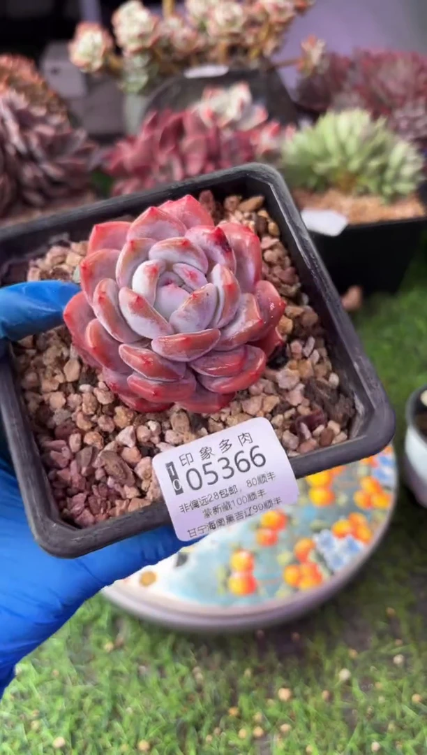 昆明印象多肉05366