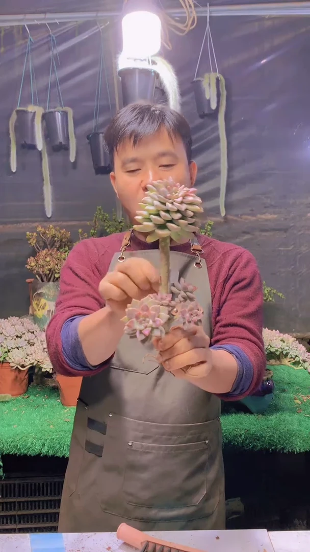 240雪缀化一物一拍