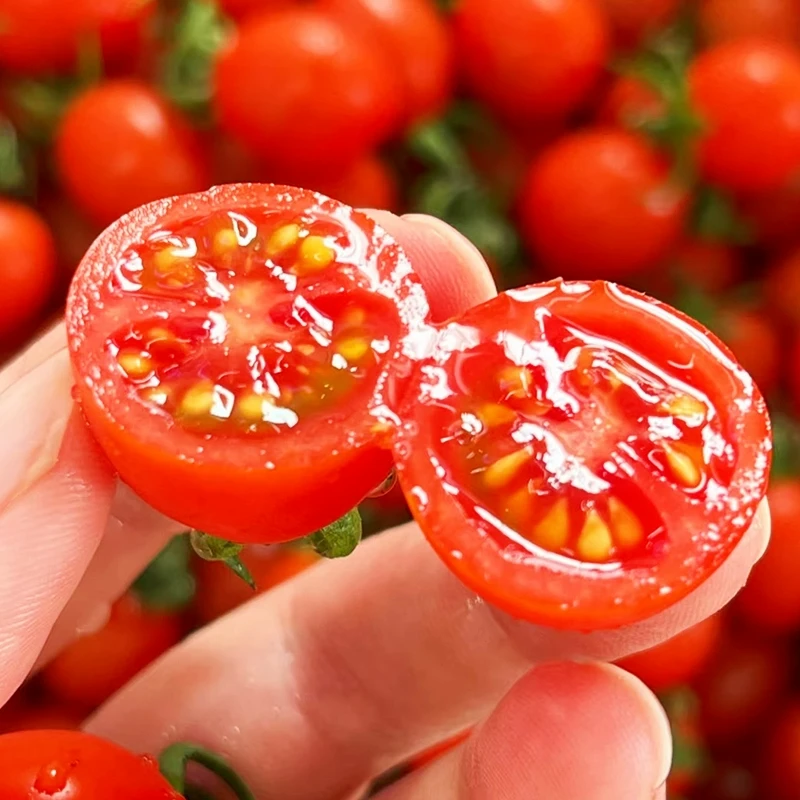 【海南千禧3.7公斤带框】小番茄孕妇水果新鲜现摘超甜乌市直发京东次日达千禧新疆维吾尔自治区乌鲁木齐市