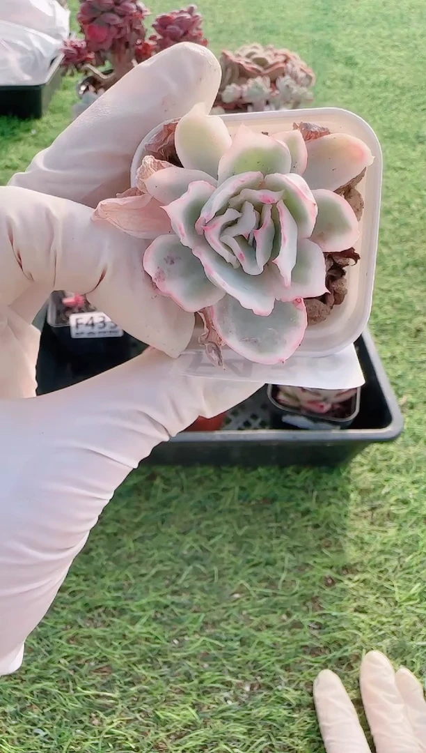 【闪购商品】梦会多肉一物一拍