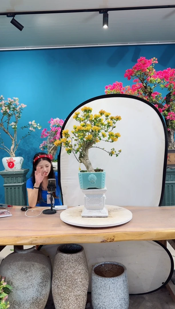 全部花朵加州黄金三角梅