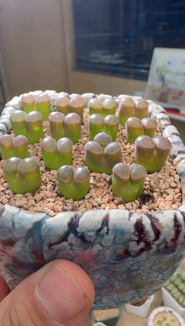 7.4-63多肉植物月光石一颗