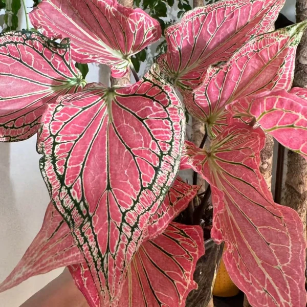 室内植物   彩叶芋