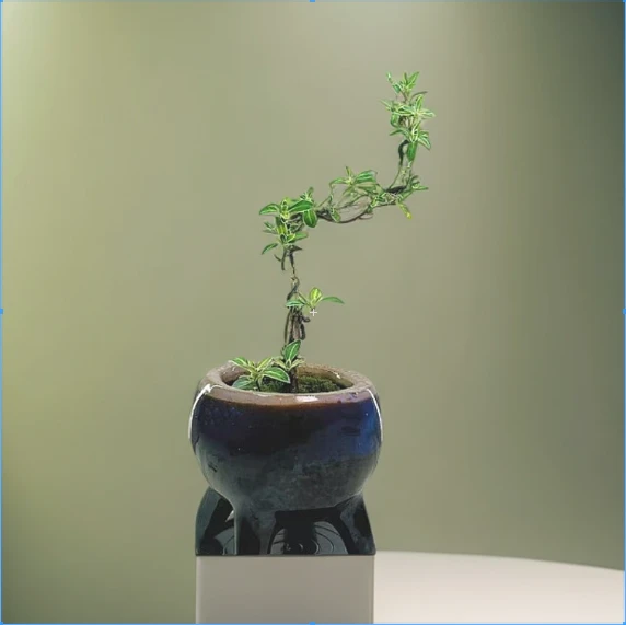 微型掌上月季