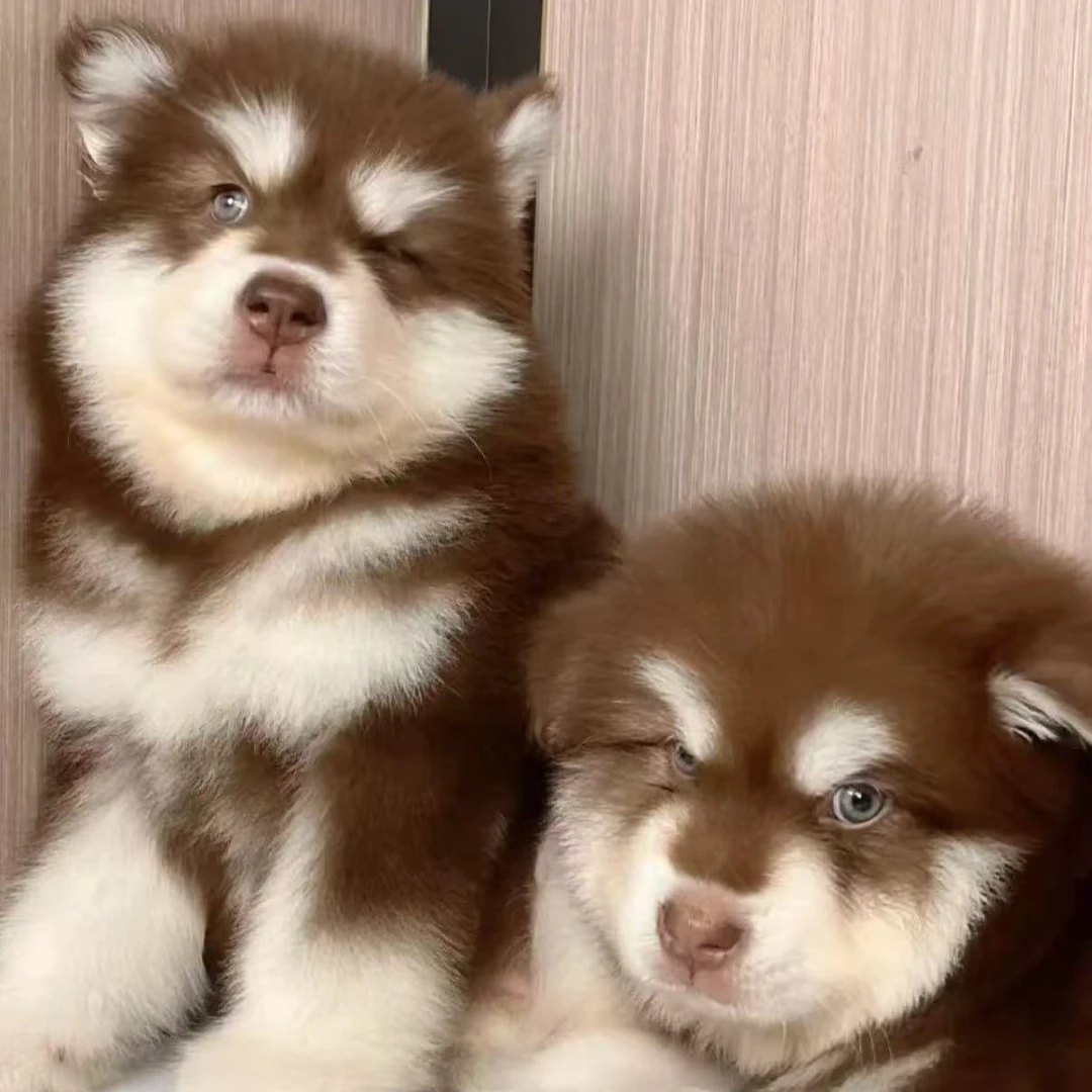 【薇薇家的萌宠】阿拉斯加犬狗狗活体链接