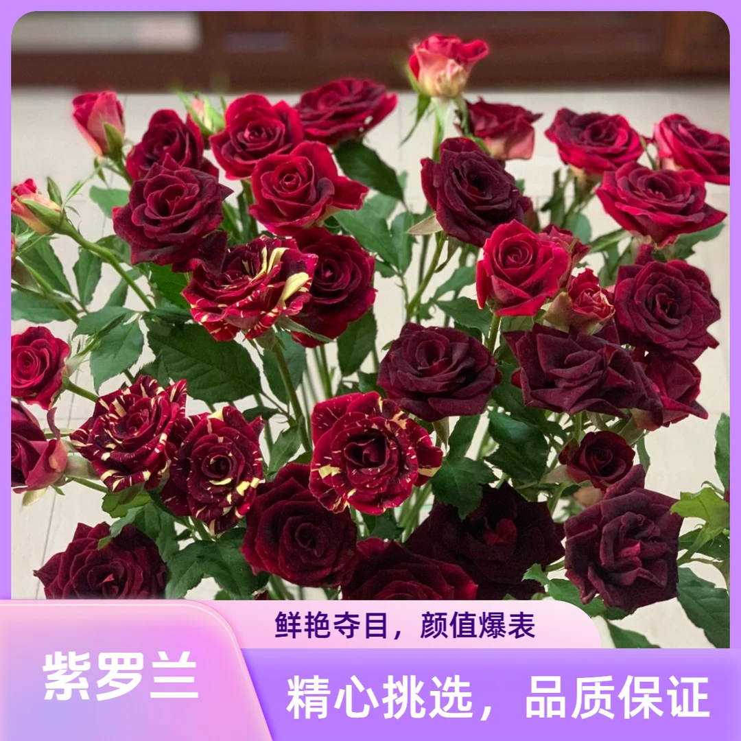 【杨苏莹花房】紫罗兰多头玫瑰10枝 云南鲜花任意花材两单顺丰空运