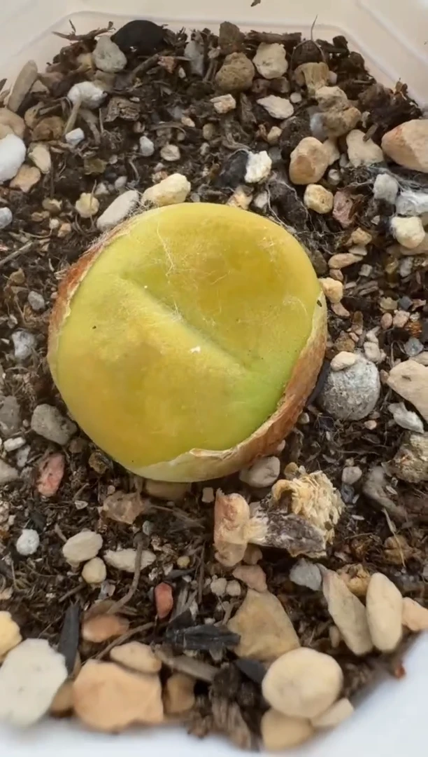 美丽的肉石头24-1