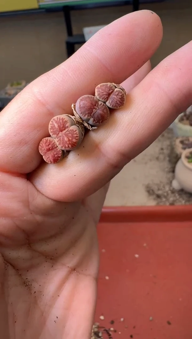 5-351多肉植物肉锥