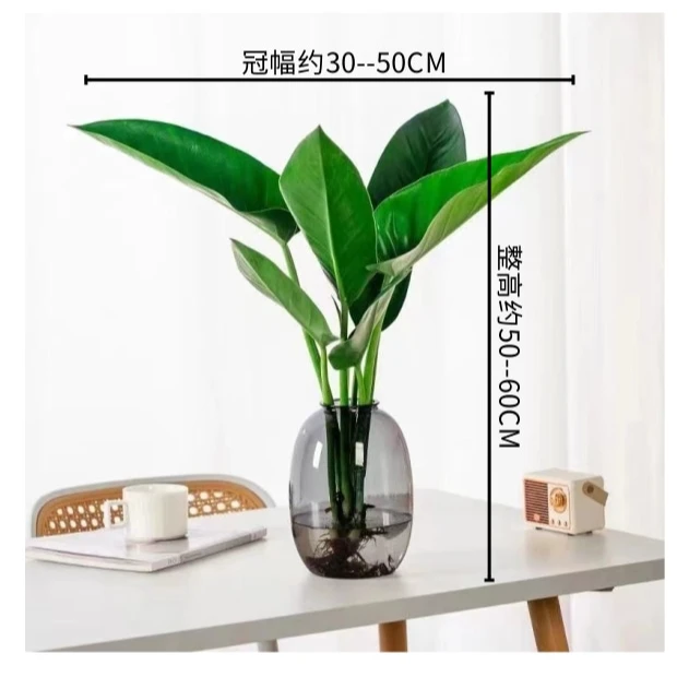 【大叶大王金钻】观叶水培金钻植物50-60cm绿植办公室净空气好养