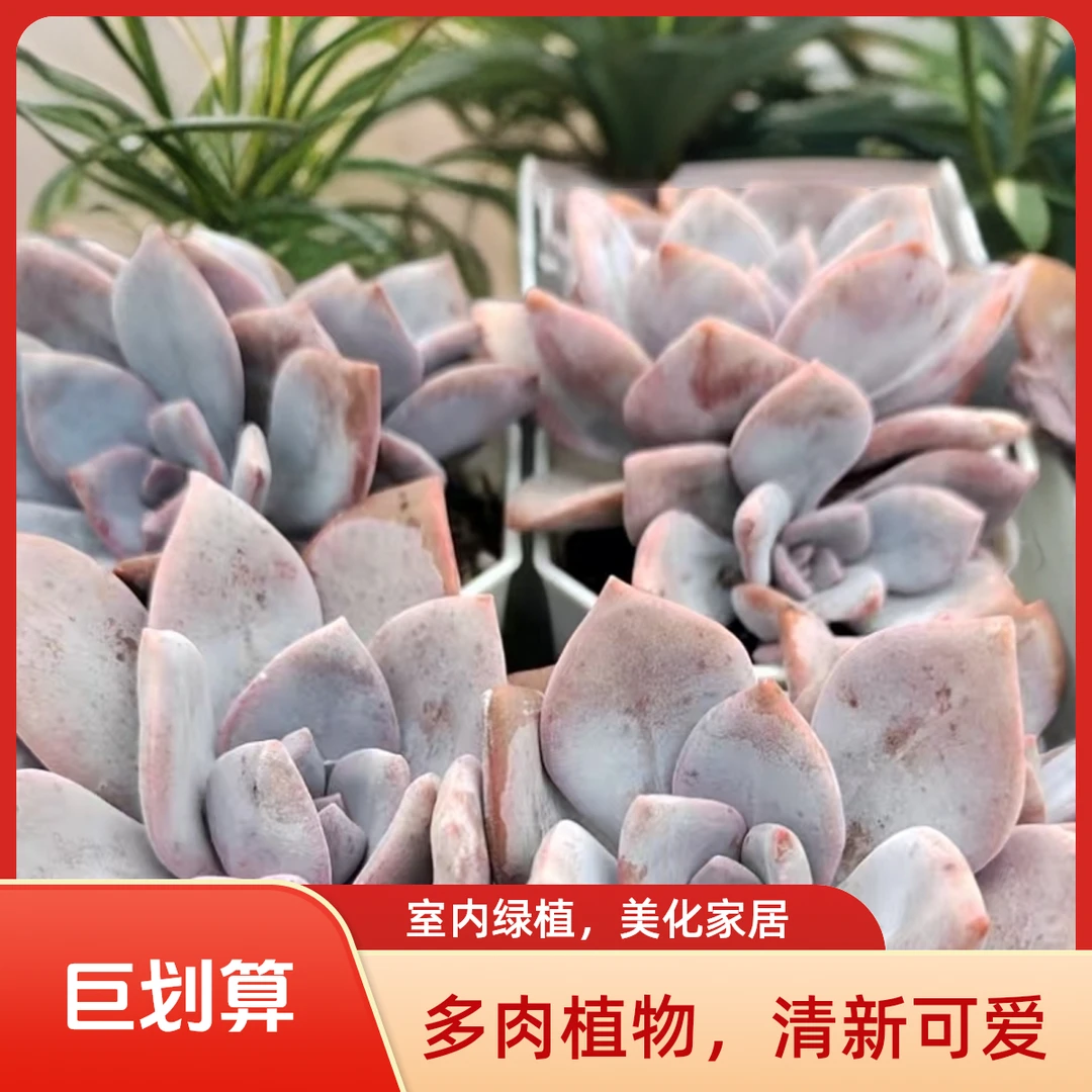 红茶多肉植物盆栽品种好养适合办公室阳台