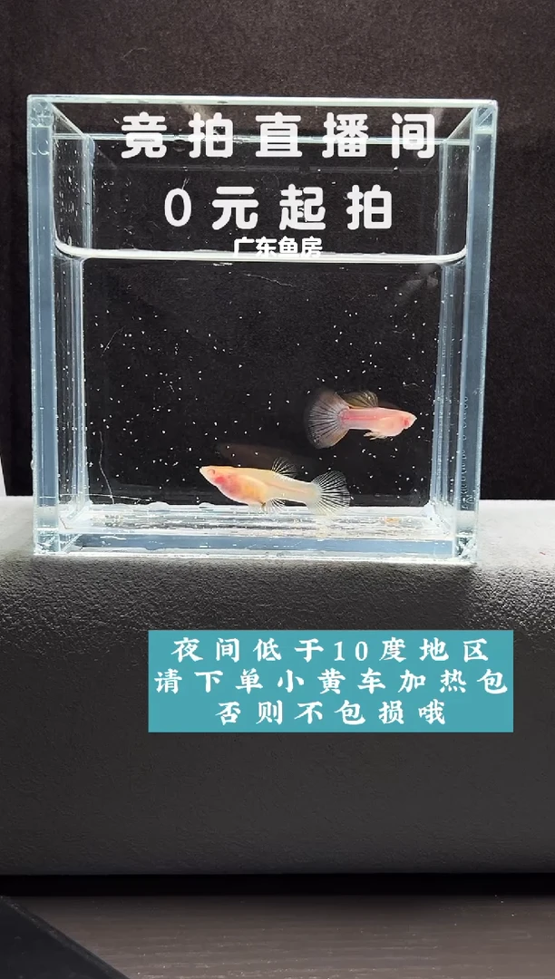 孔雀鱼粉红琉璃白子一对编号14