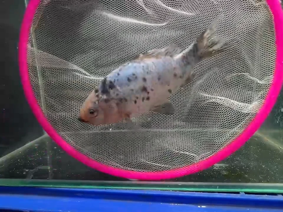 金鱼短尾草金专拍链接125