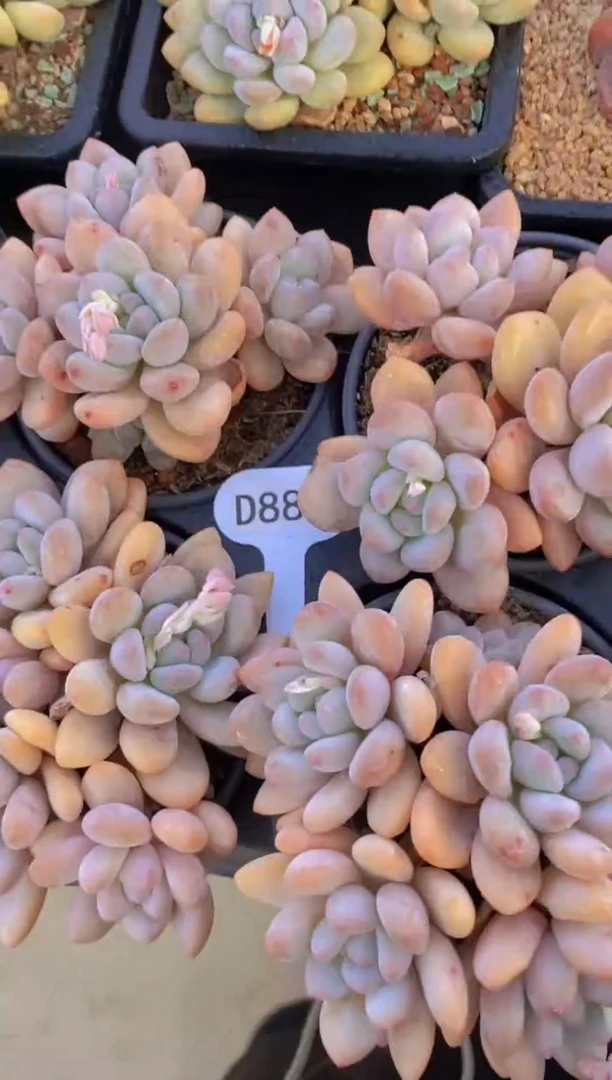【闪购商品】D880-四头老桩香水脱土发（量拍）