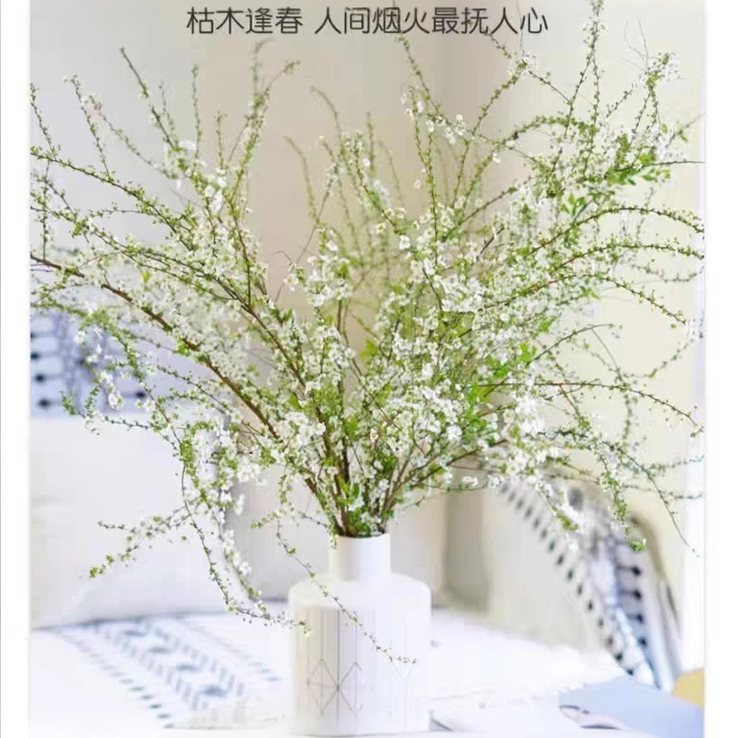 水培干支雪柳泡水开花室内阳台懒人好养客厅泡水开花植物