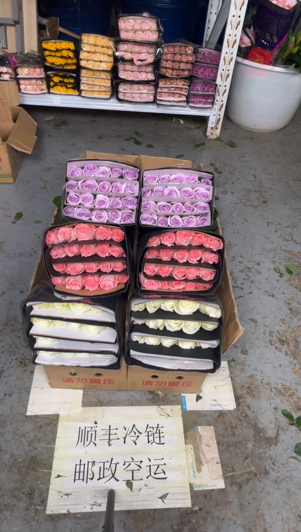 骄傲20枝+戴安娜20枝+海洋之歌20枝