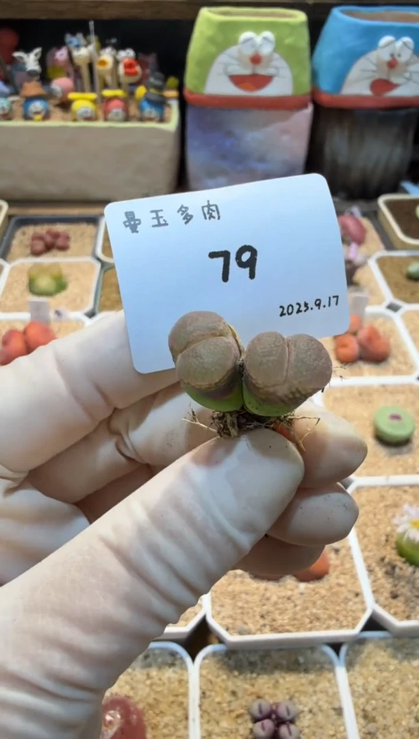 慢*拍25.9.17-79多肉