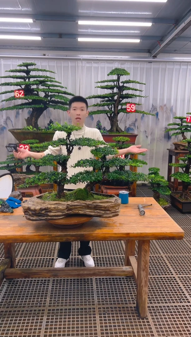 无花朵精品盆景直播间一物一拍