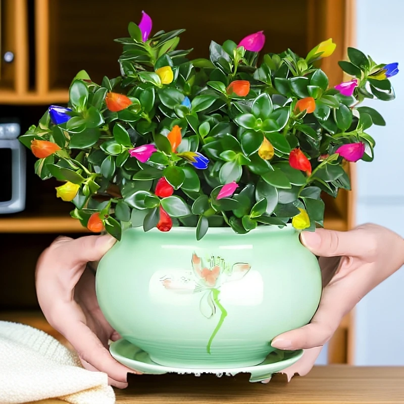 【年年有鱼】混色金鱼吊兰盆栽耐寒室内绿植花卉大全吸甲醛绿植盆栽