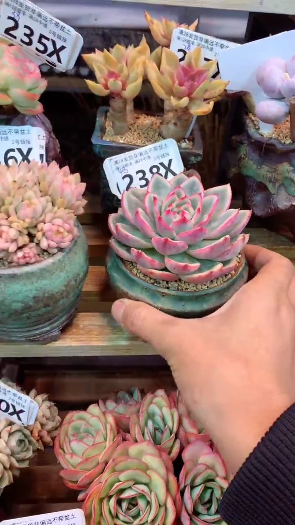 238X 蔚蓝锦 （一物一拍实付满28发货，默认不带盆土）