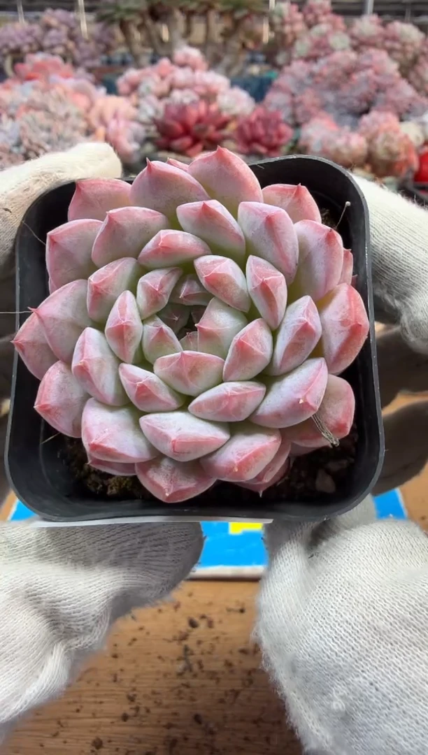 东云多肉园三号店-211