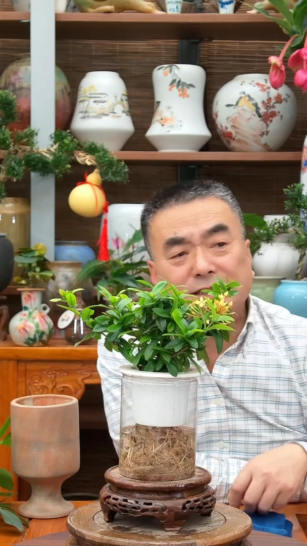 全部花苞水之韵水培合果芋
