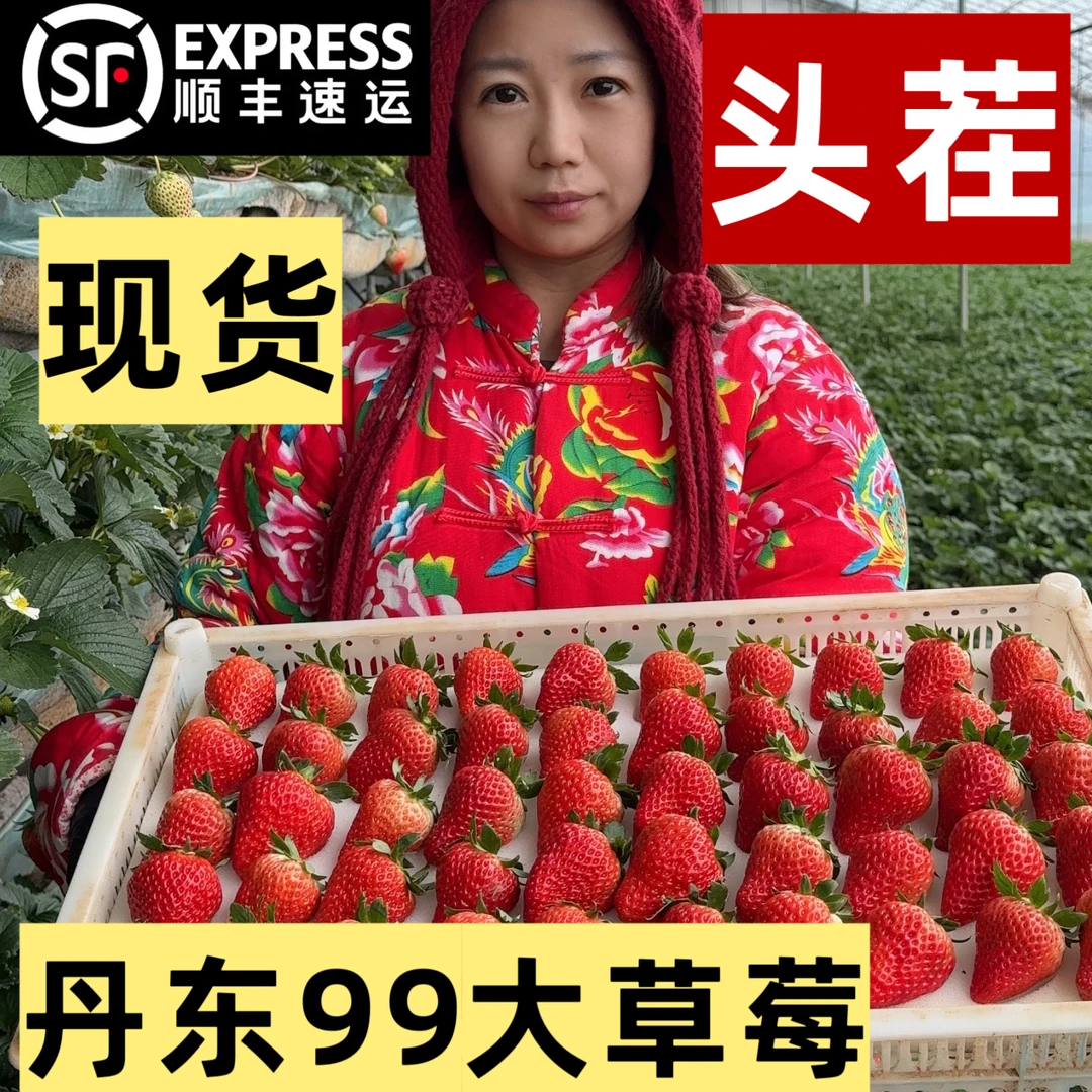 正宗丹东99大草莓东港产地直发牛奶草莓现摘现发顺丰空运香甜多汁