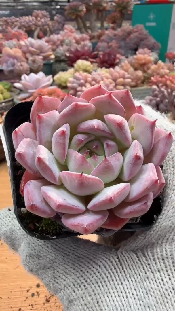 东云多肉园三店-39