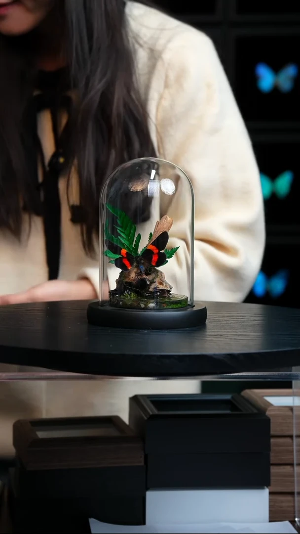 蝴蝶标本摆件竞拍L169