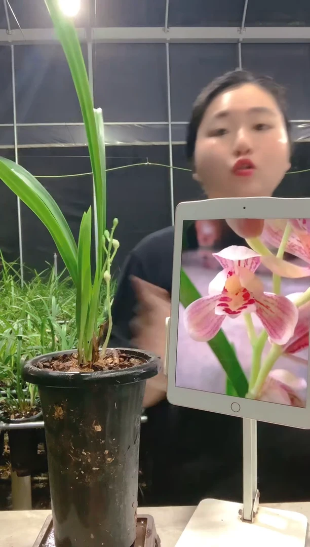 当前无花朵，栽培后可花朵用****9汇翠粉荷