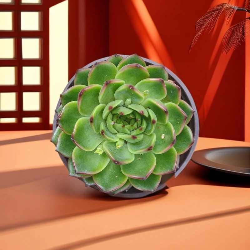 (满15包邮) 月亮石 3盆带盆土  新手好养 以直播展示为准