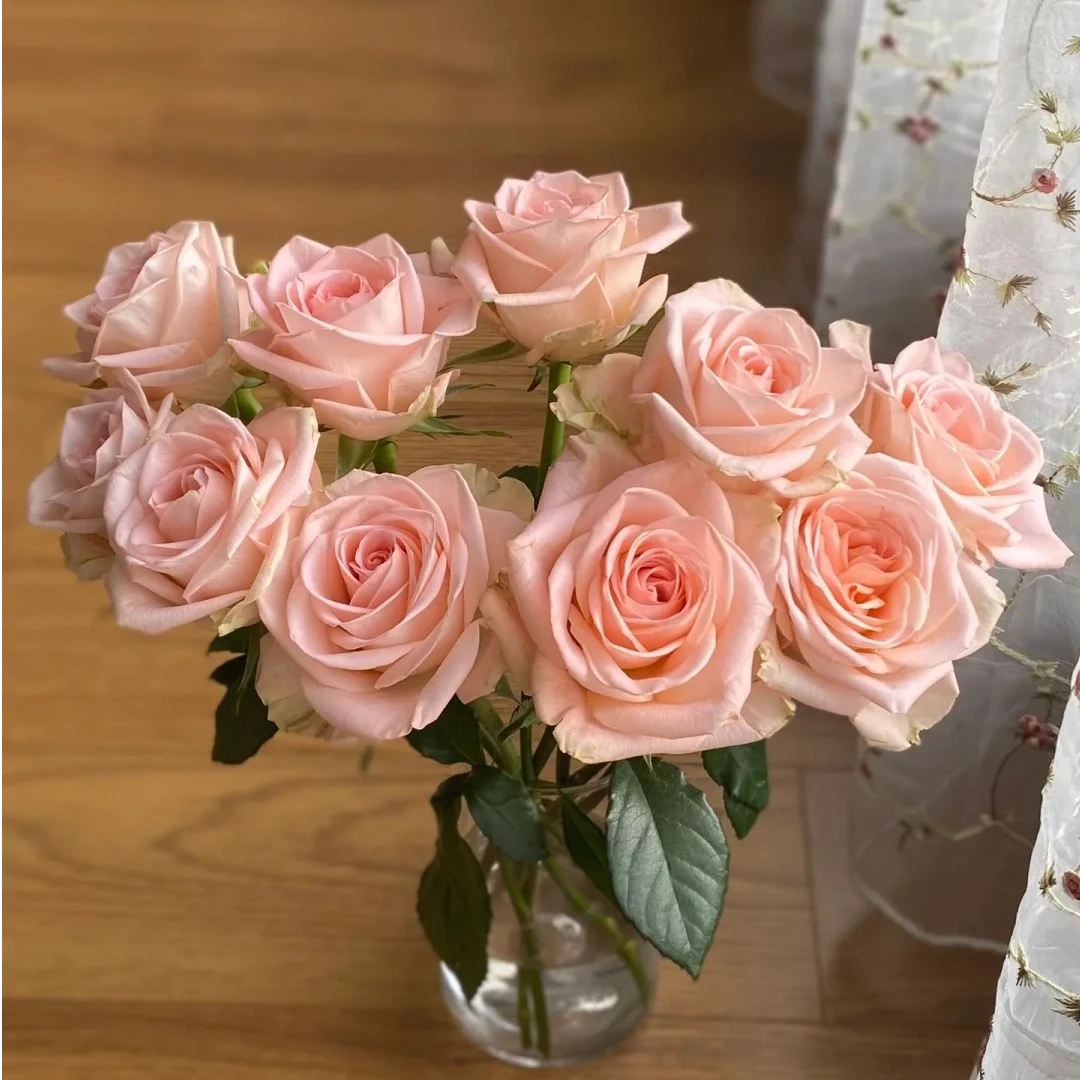 20枝【柏拉图】玫瑰 一单中通二单中通冷链三单顺丰冷链包邮