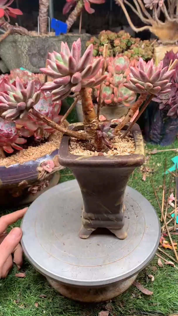 ?2红蜻蜓。。。。。。。。