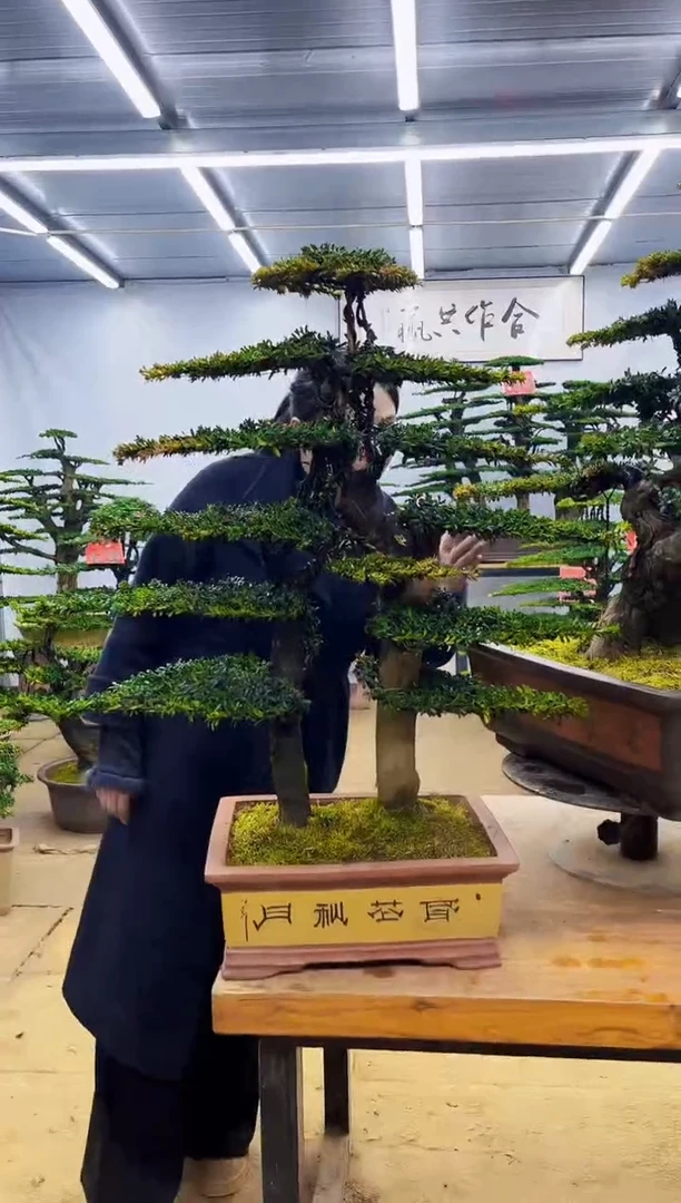 无花朵一物一拍·所见即所得