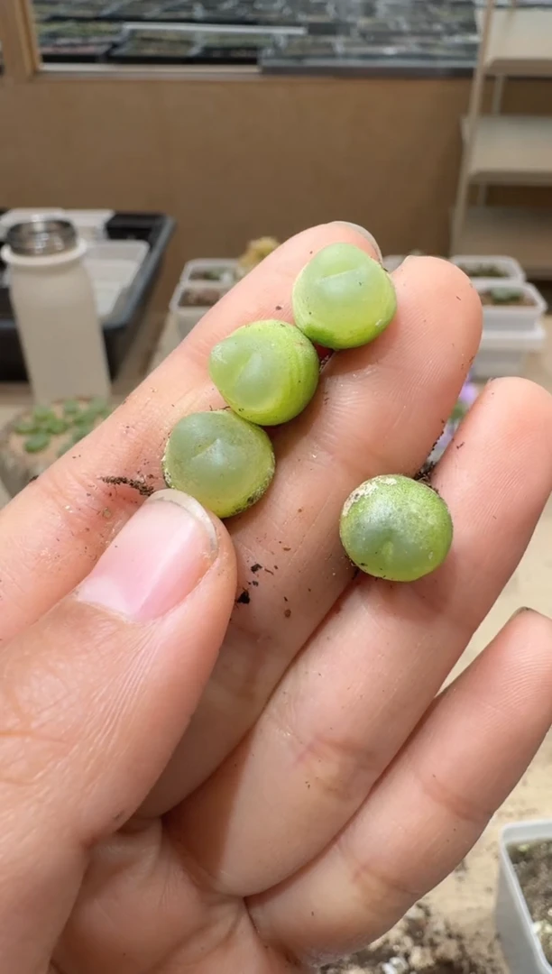 关*苦10-117多肉植物肉锥